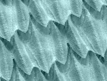ecaille-de-requin-colorisees-1